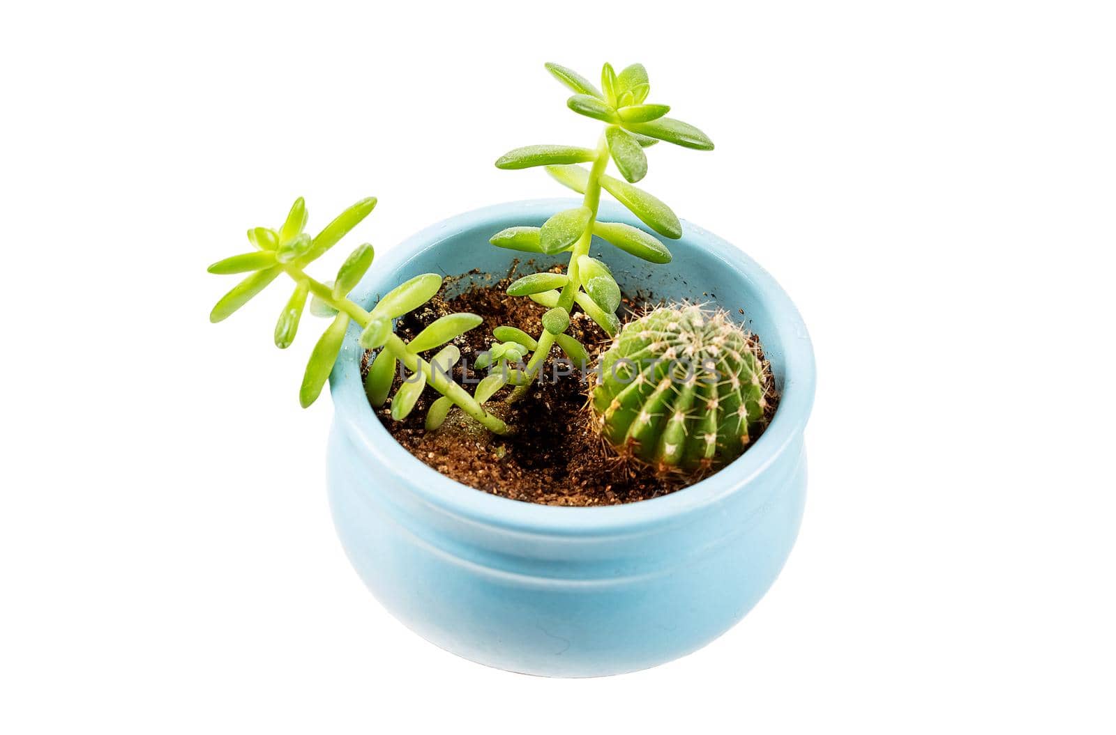 Various types of small homemade succulents and cactus in blue pot top side view by galinasharapova
