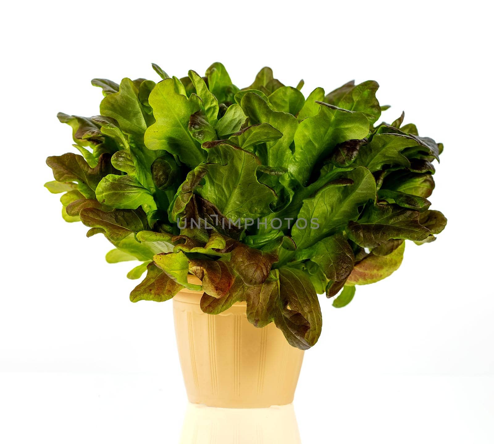 Oakleaf salad in a pot isolated on white background, healthy food and organic food concept