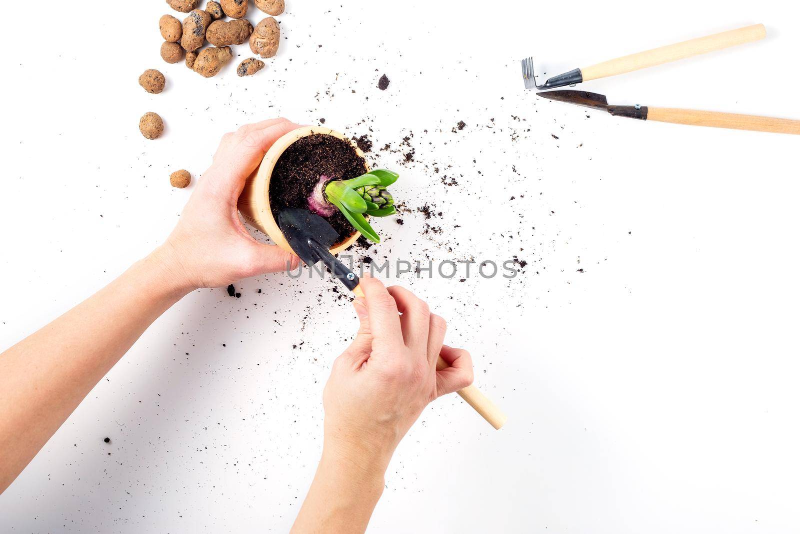 Female hands are holding a flower pot with a plant in the process of transplanting, gardening tools and expanded clay are lying next to the table, a concept for home gardening.