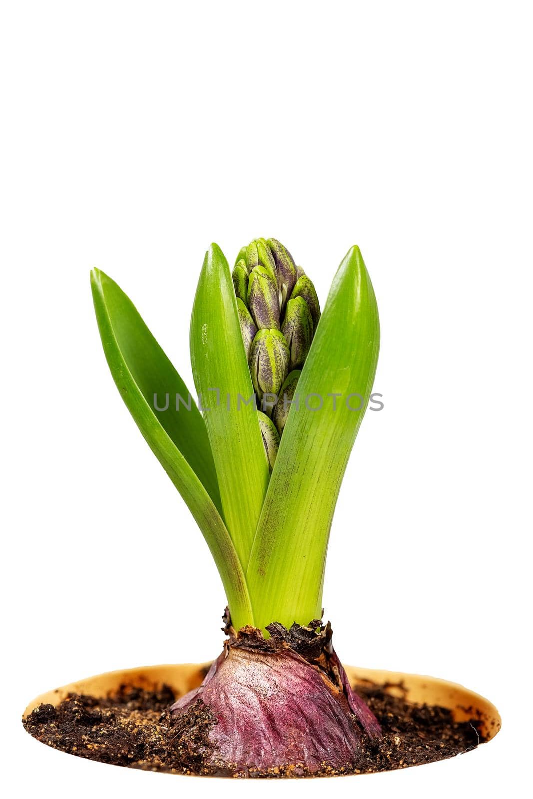 Close-up view of unblown hyacinth with green leaves and closed buds in a flower pot isolated on white background