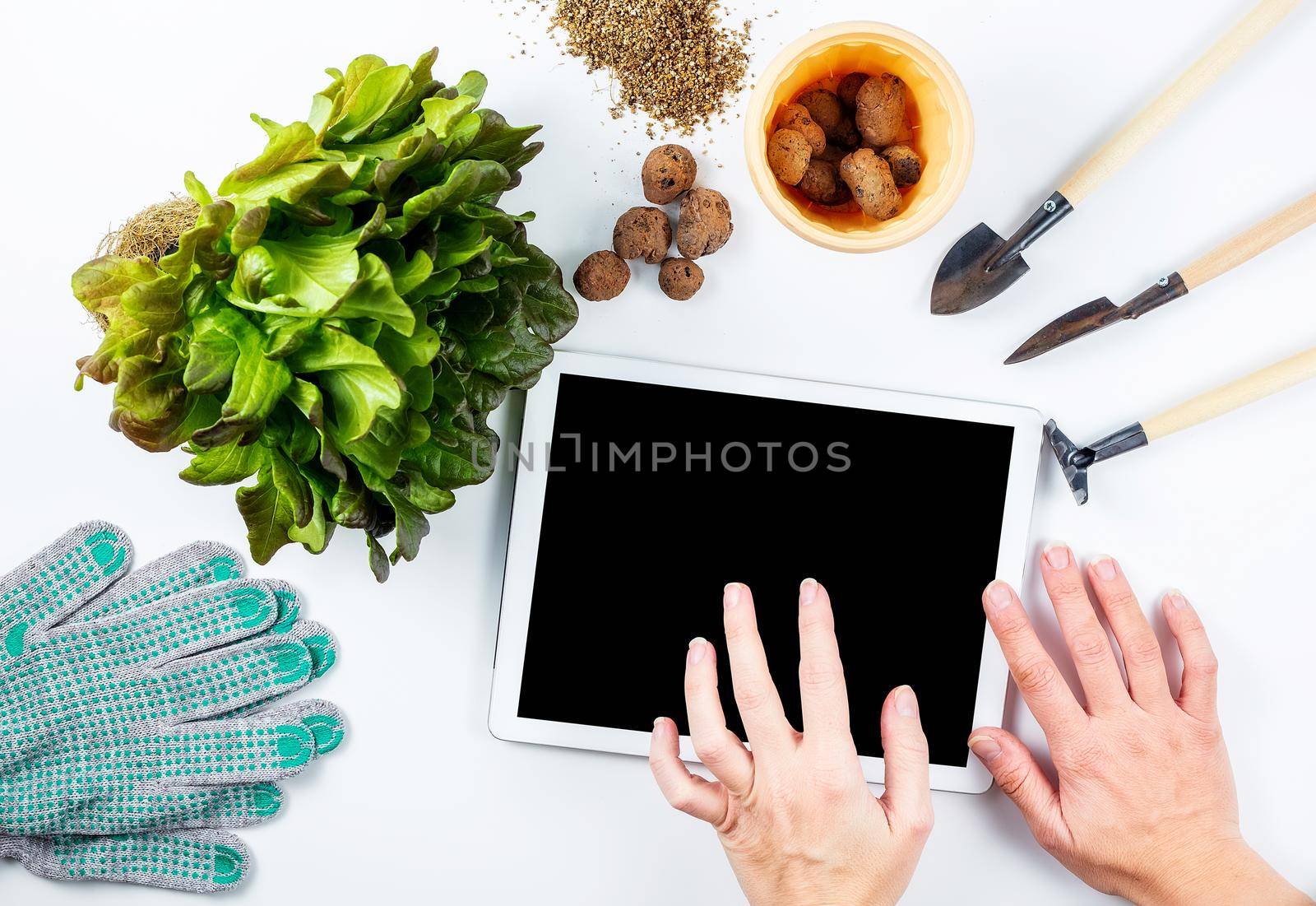 Female hands over tablet screen, home gardening online learning concept. Nearby on the table is a transplant plant and small gardening tools, a flower pot, gloves, expanded clay.