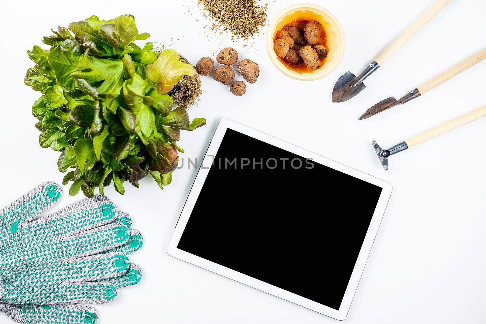 Home gardening concept, online training. On a white table are small tools for home gardening: shovels and rakes, garden gloves, expanded clay, a plant for transplanting, a tablet and flower pot.