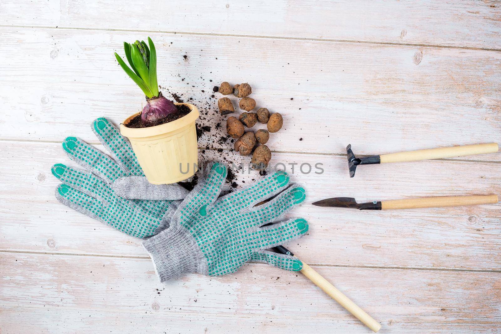 A green plant for replanting, a flower pot, expanded clay, gardening tools by galinasharapova