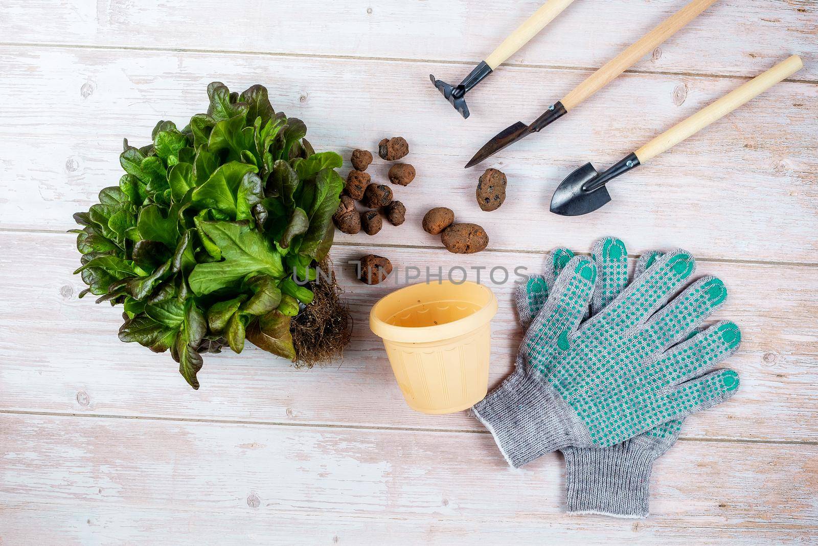 A green plant for replanting, a flower pot, expanded clay, gardening tools and gloves are laid out on a wooden table. Home gardening concept.