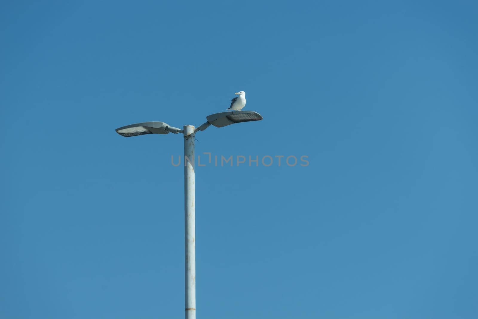 sea gull sitting on a lamppost on the background of blue sea