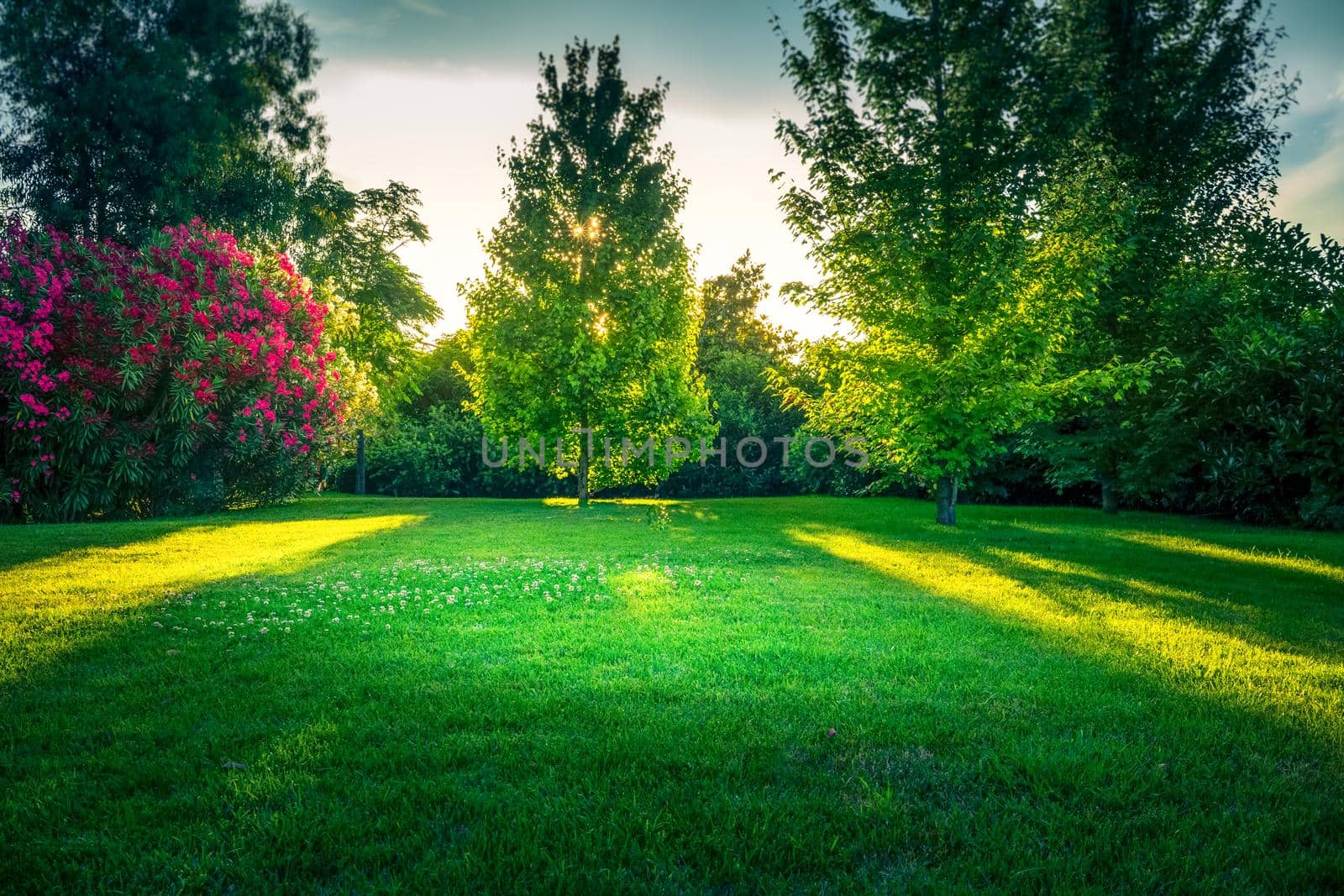 Natural background with a green lawn surrounded by trees and oleanders.