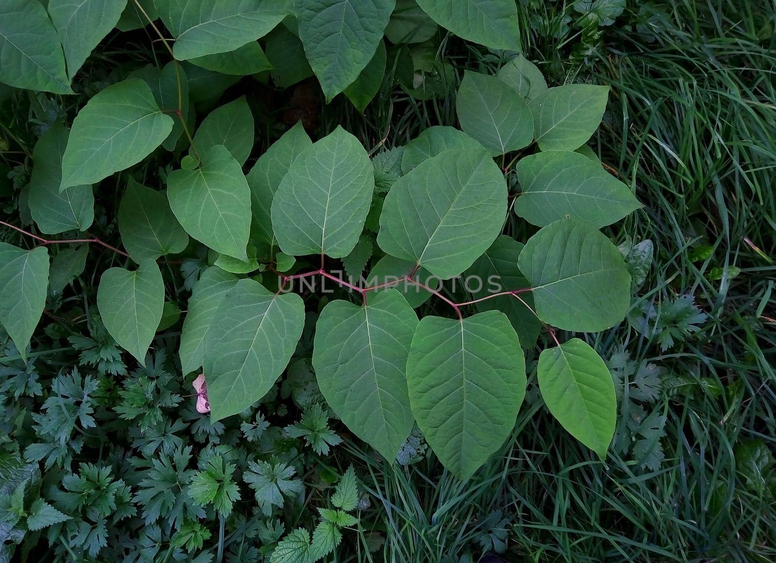 Vegetative background of leaves and plants. Lush, natural foliage. Green background of vegetation. Top view.