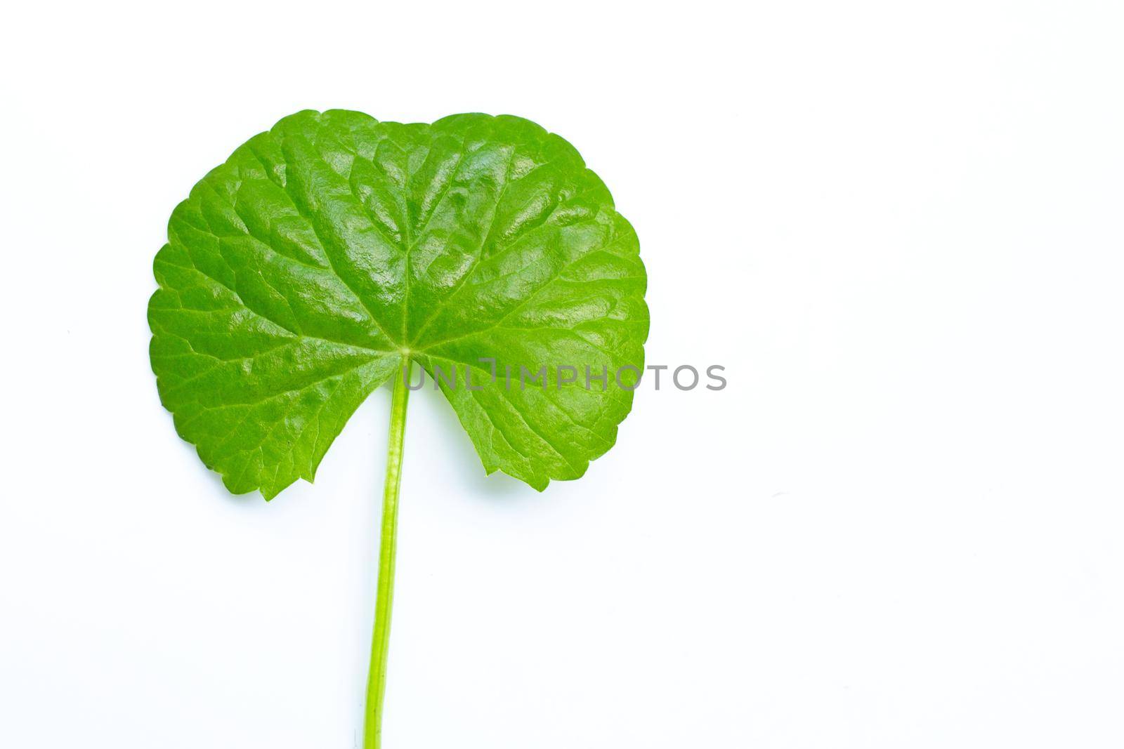 Fresh leaf gotu kola on white background, Herb and medical plant. Copy space