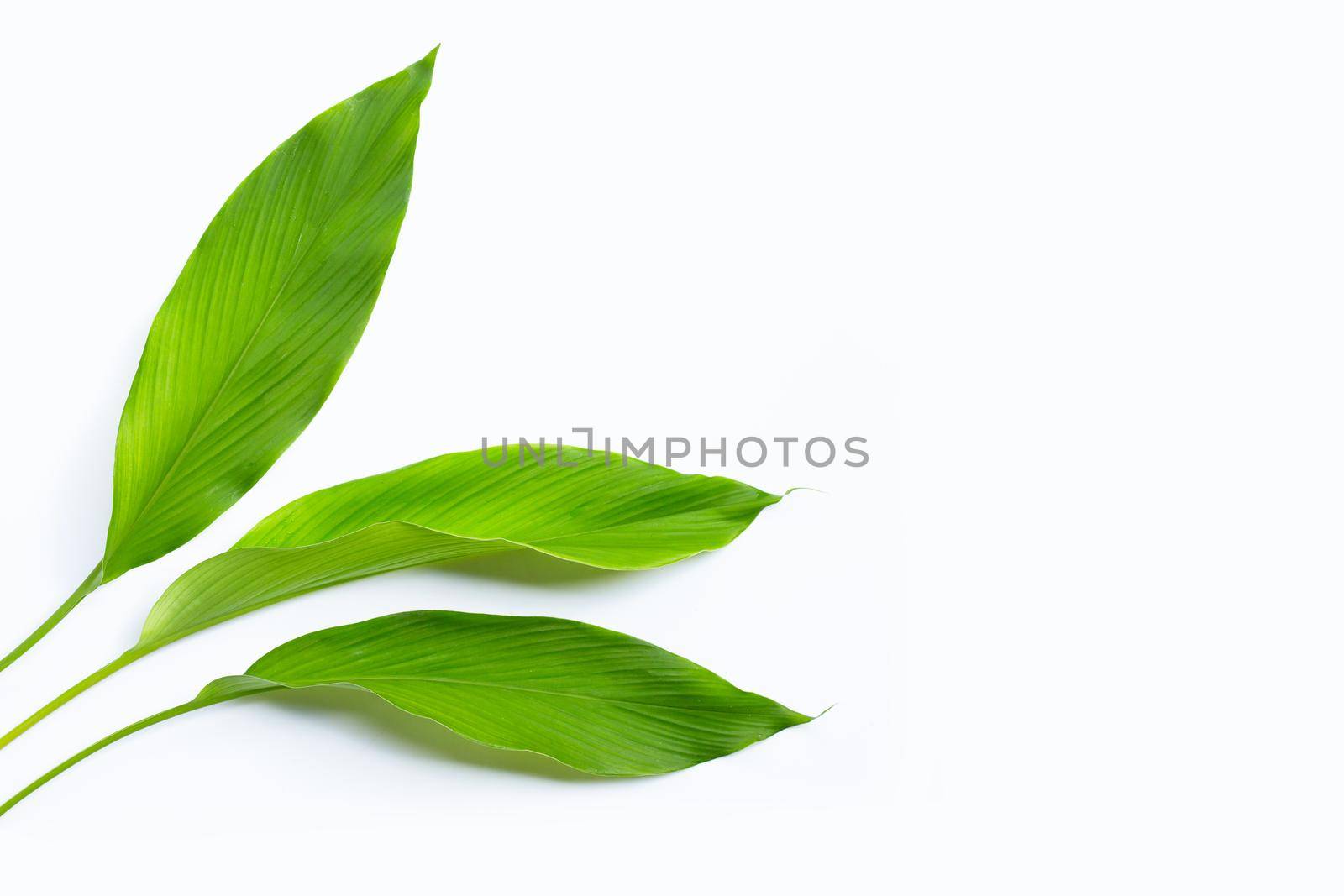 Green leaves of turmeric on white background. Copy space
