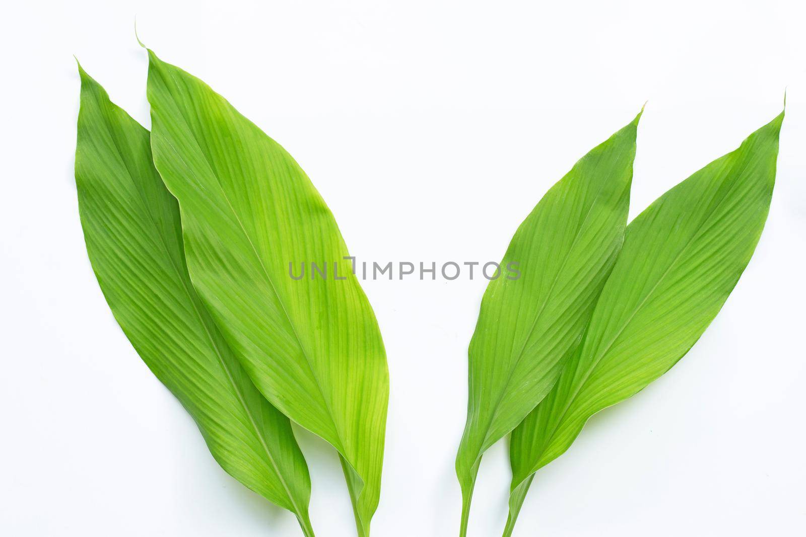 Green leaves of turmeric on white background.