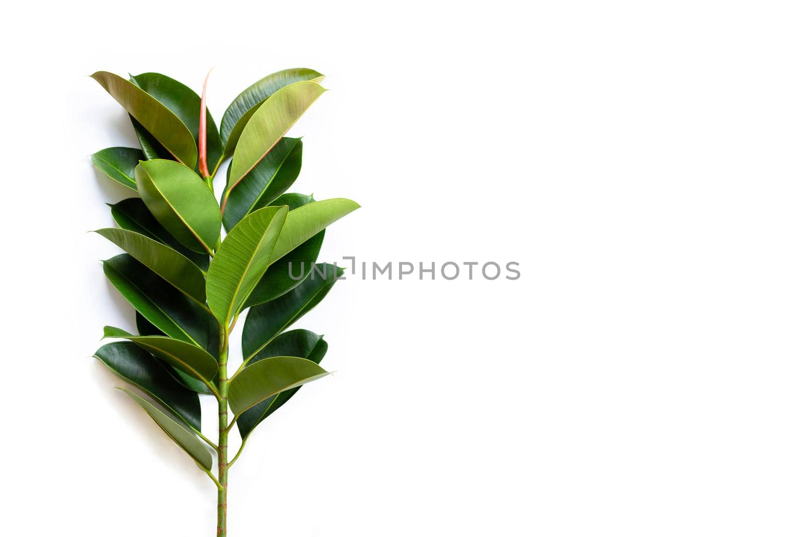 Green rubber plant leaves on white background.