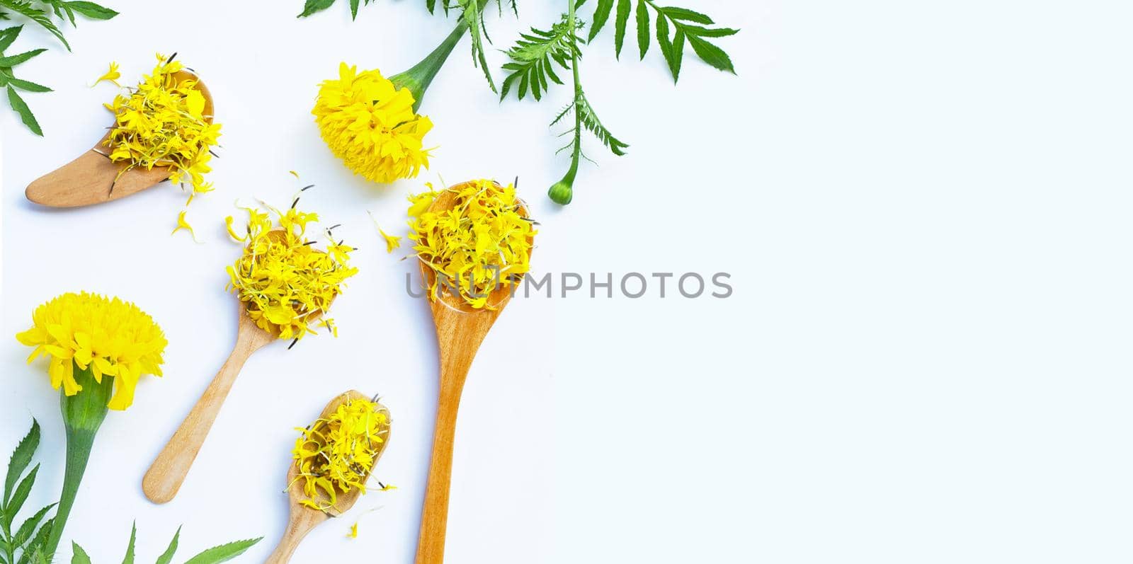 Marigold flower on white background. Copy space