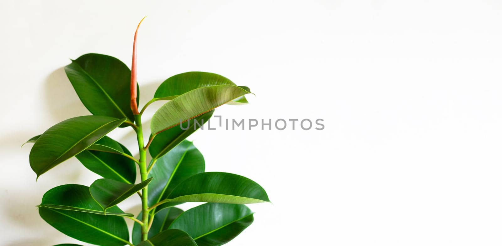 Green rubber plant leaves on white background.