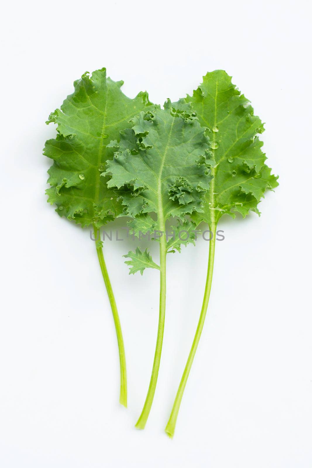 Kale leaves on white background. by Bowonpat