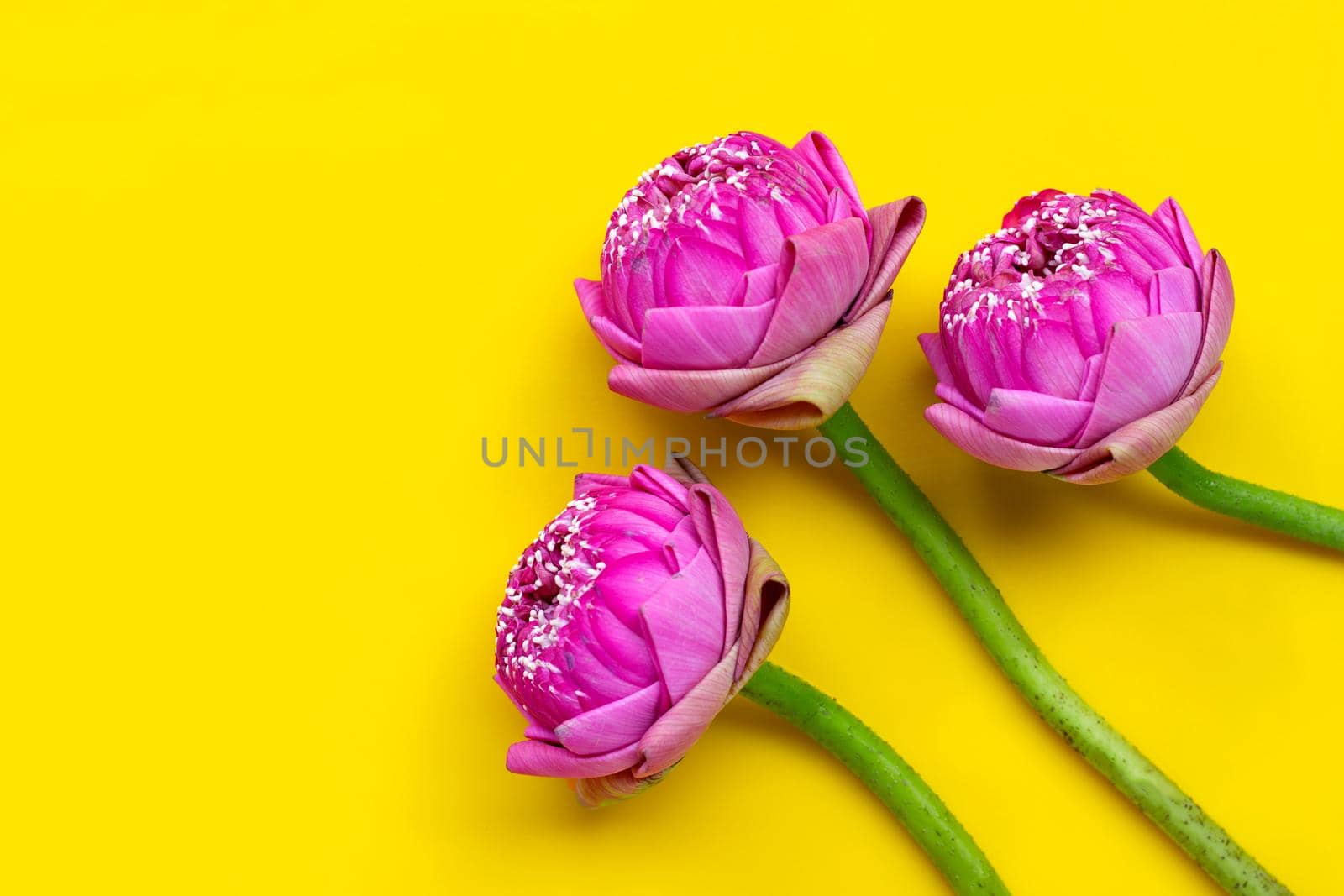 Lotus flower on yellow background. Top view