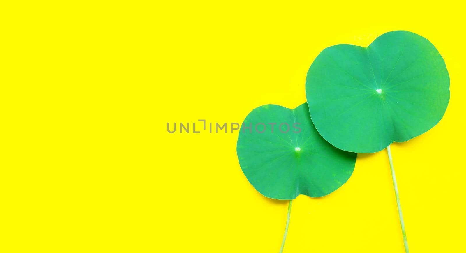 Lotus leaves on yellow background.  Copy space