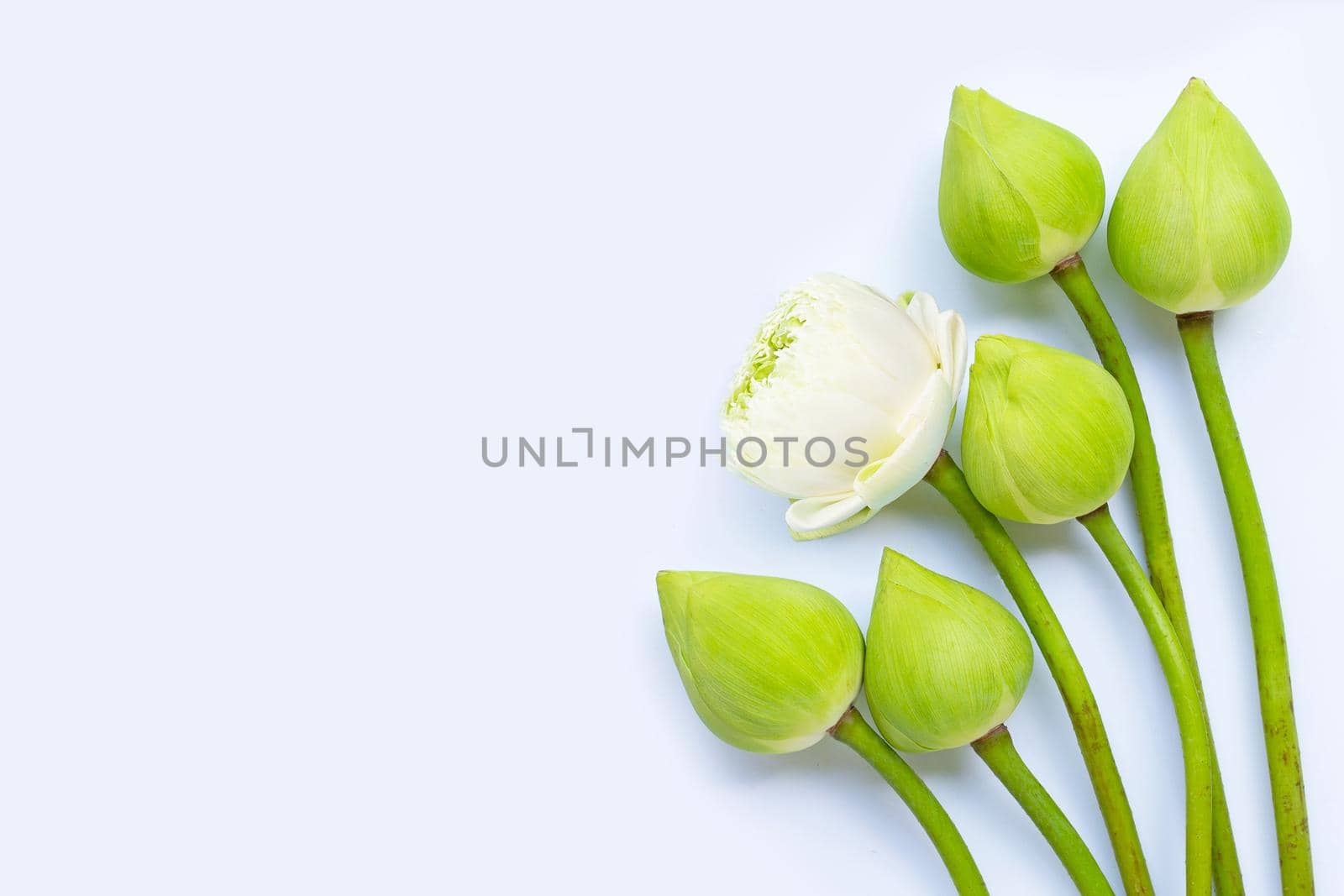 Lotus flower on white background. Top view