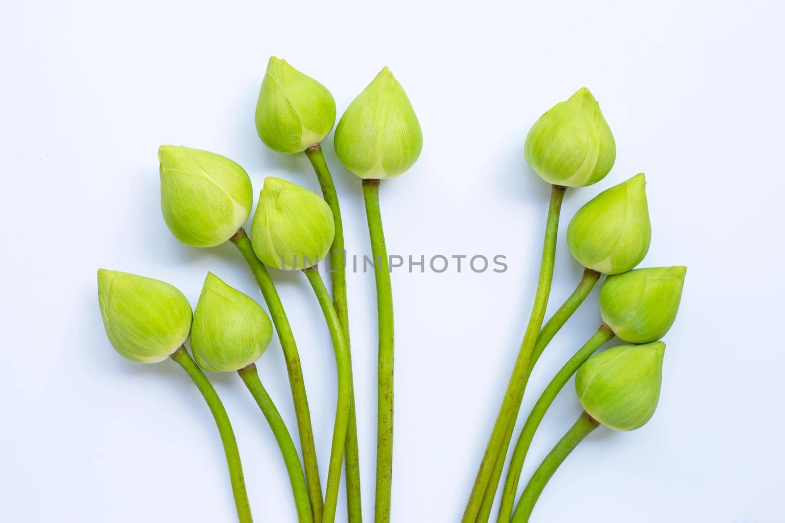 Lotus flower on white background. Top view