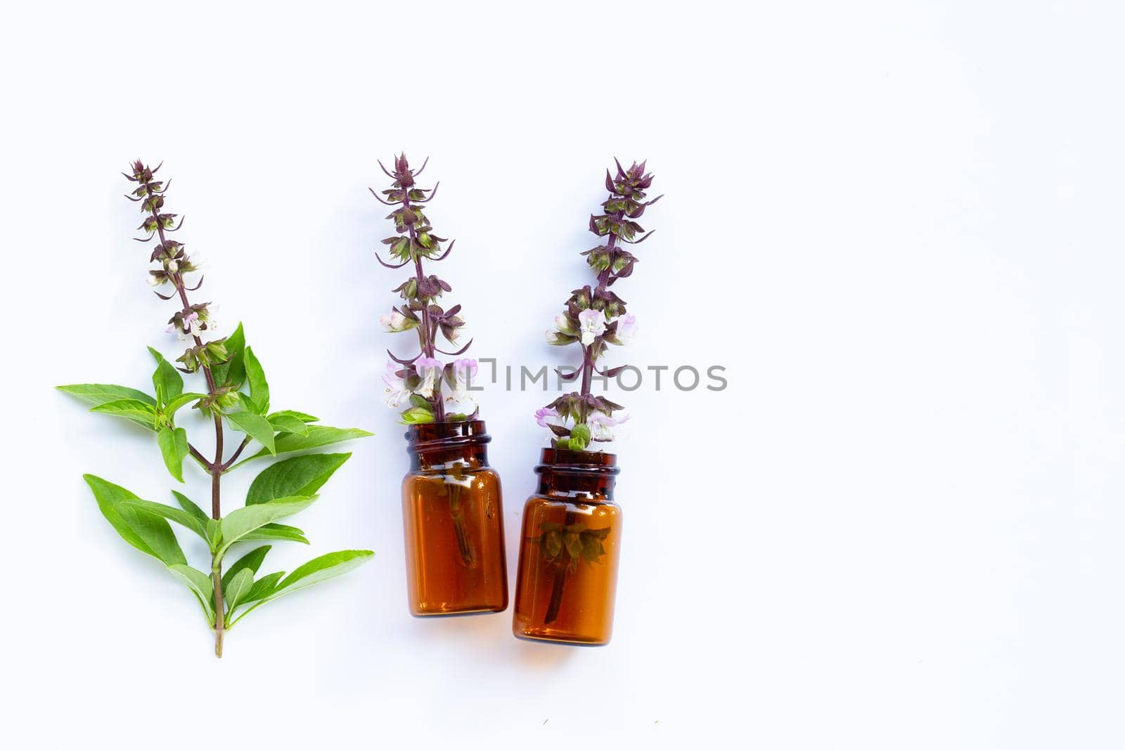 Essential oil bottles with fresh sweet basil leaves and flower on white background.