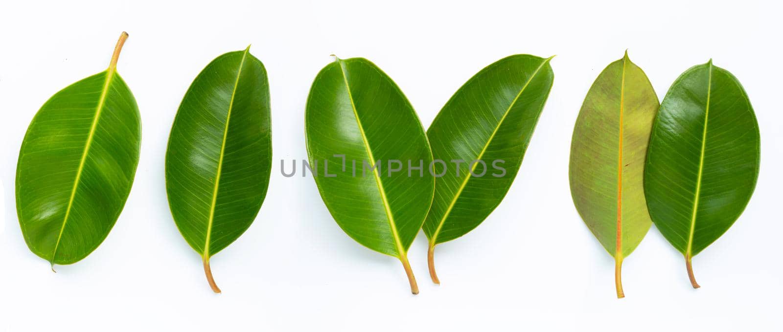 Rubber plant leaves on  white background. 