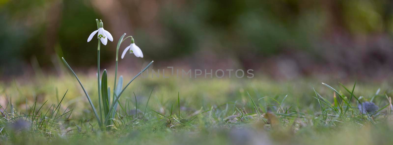 two white snowdrop flowers against out of focus background