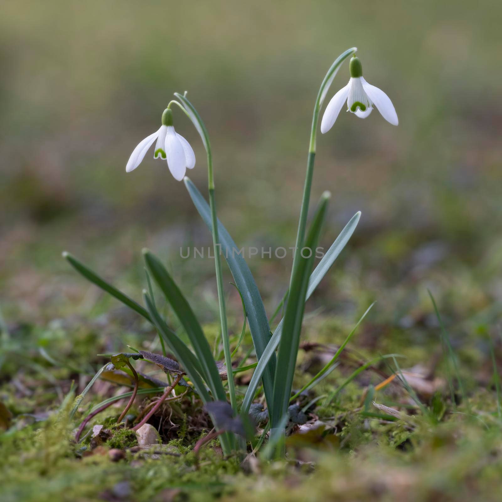 two snowdrops against out of focus background by ahavelaar
