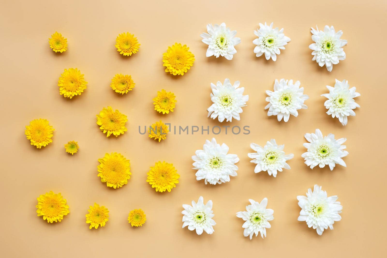 Chrysanthemum flower on yellow background.