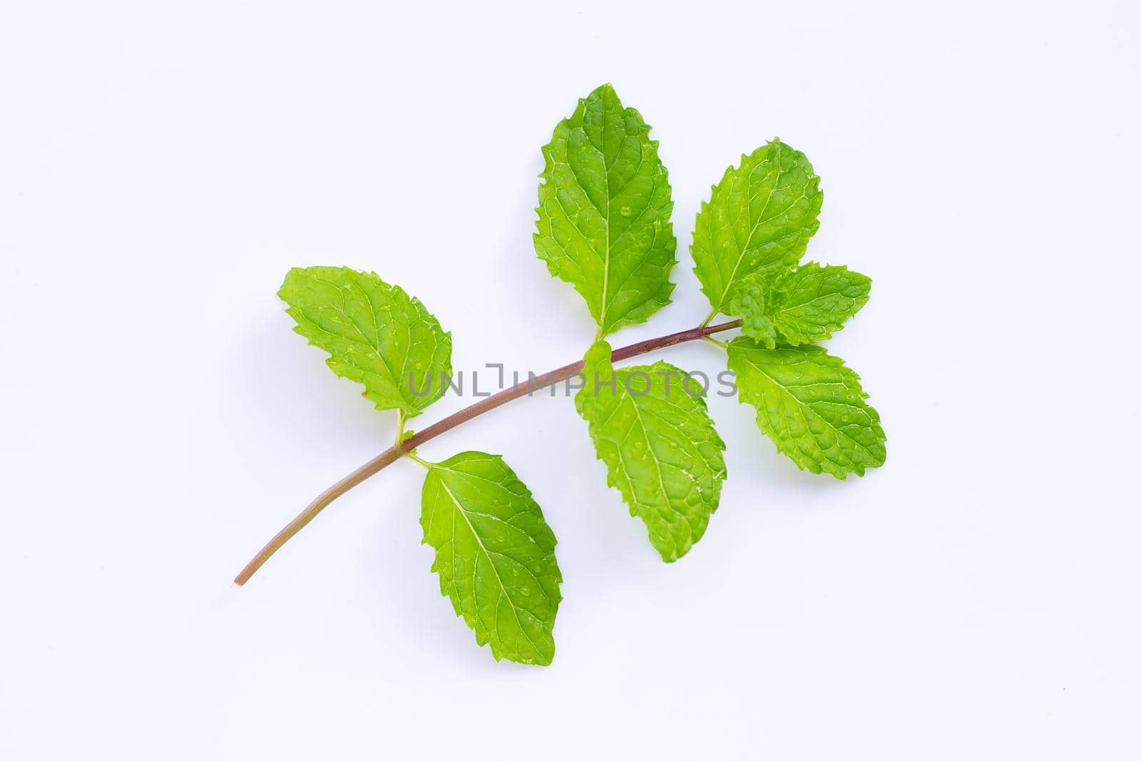 Fresh mint leaves on white background. Top view