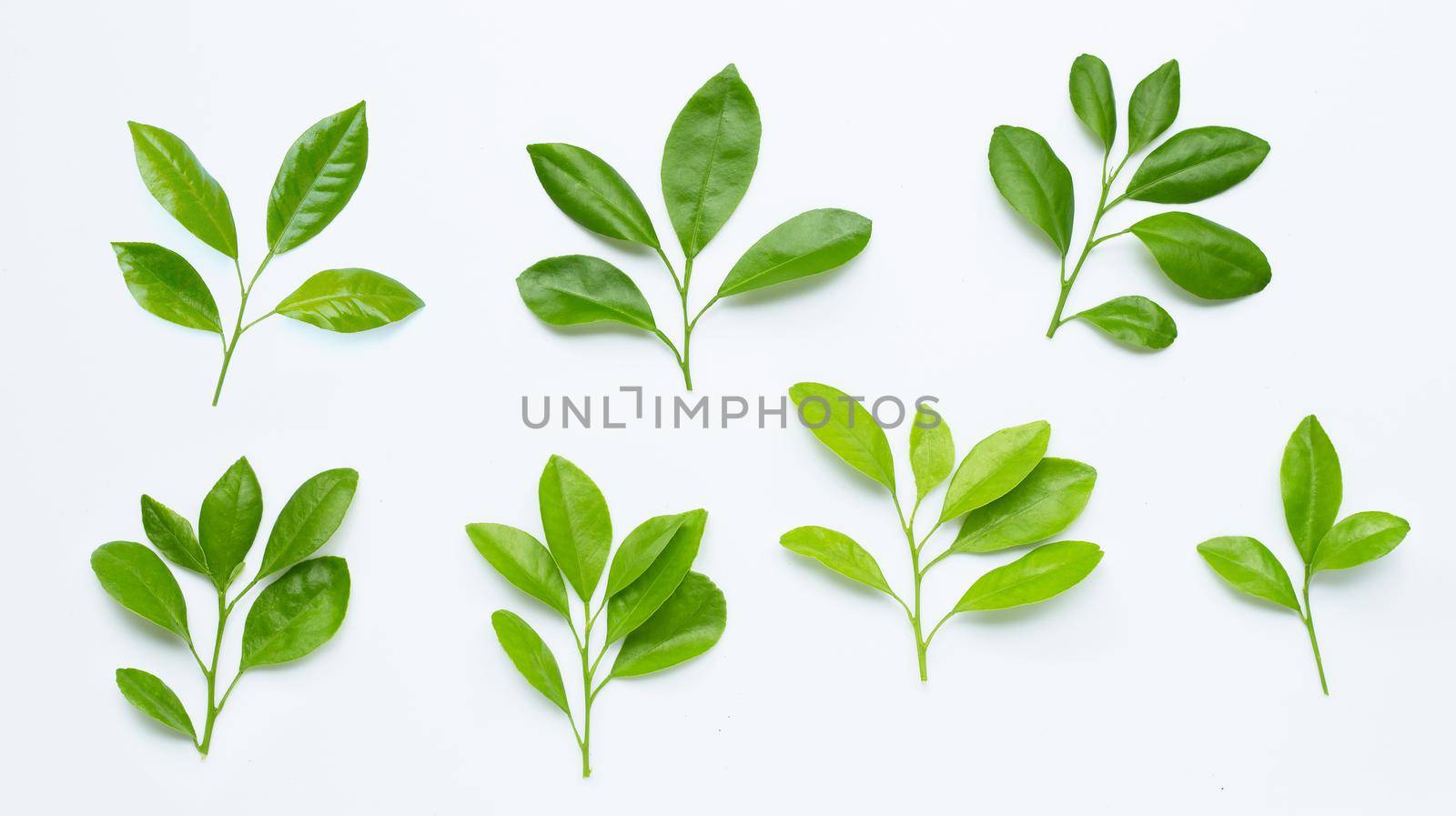 Citrus leaves on  white background.