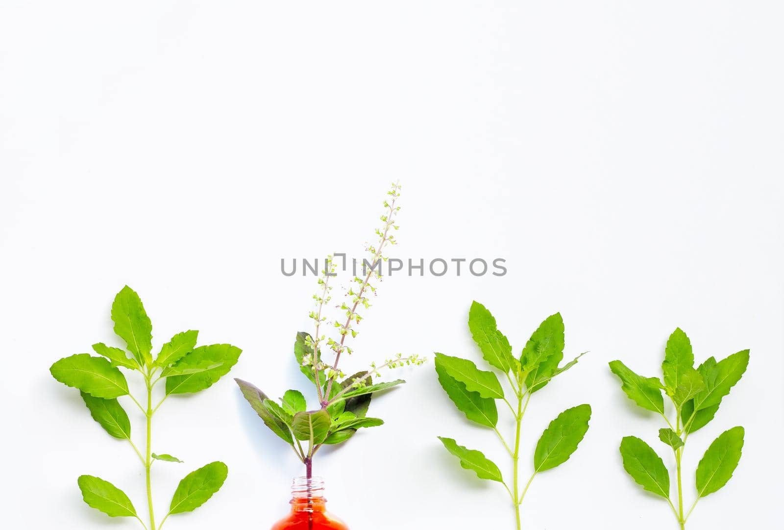 Fresh holy basil leaves and flower with essential oil bottle on white background.