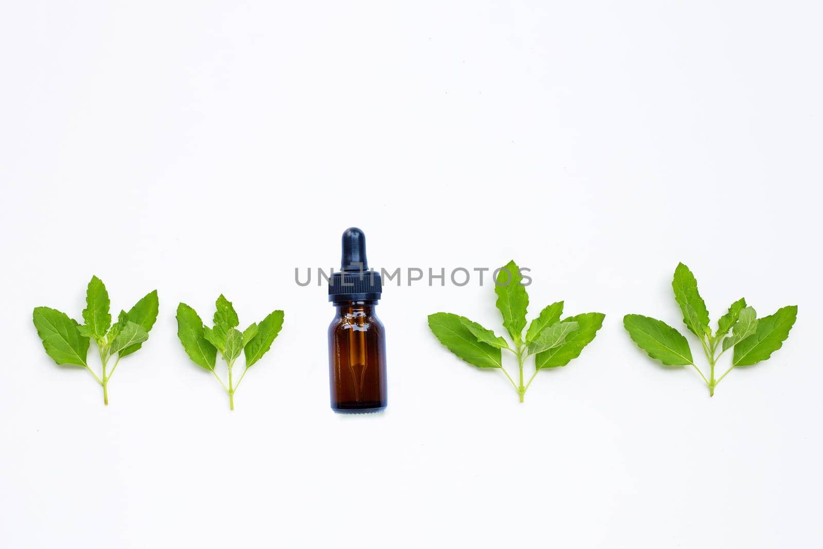 Fresh holy basil  leaves with essential oil bottle on white background.