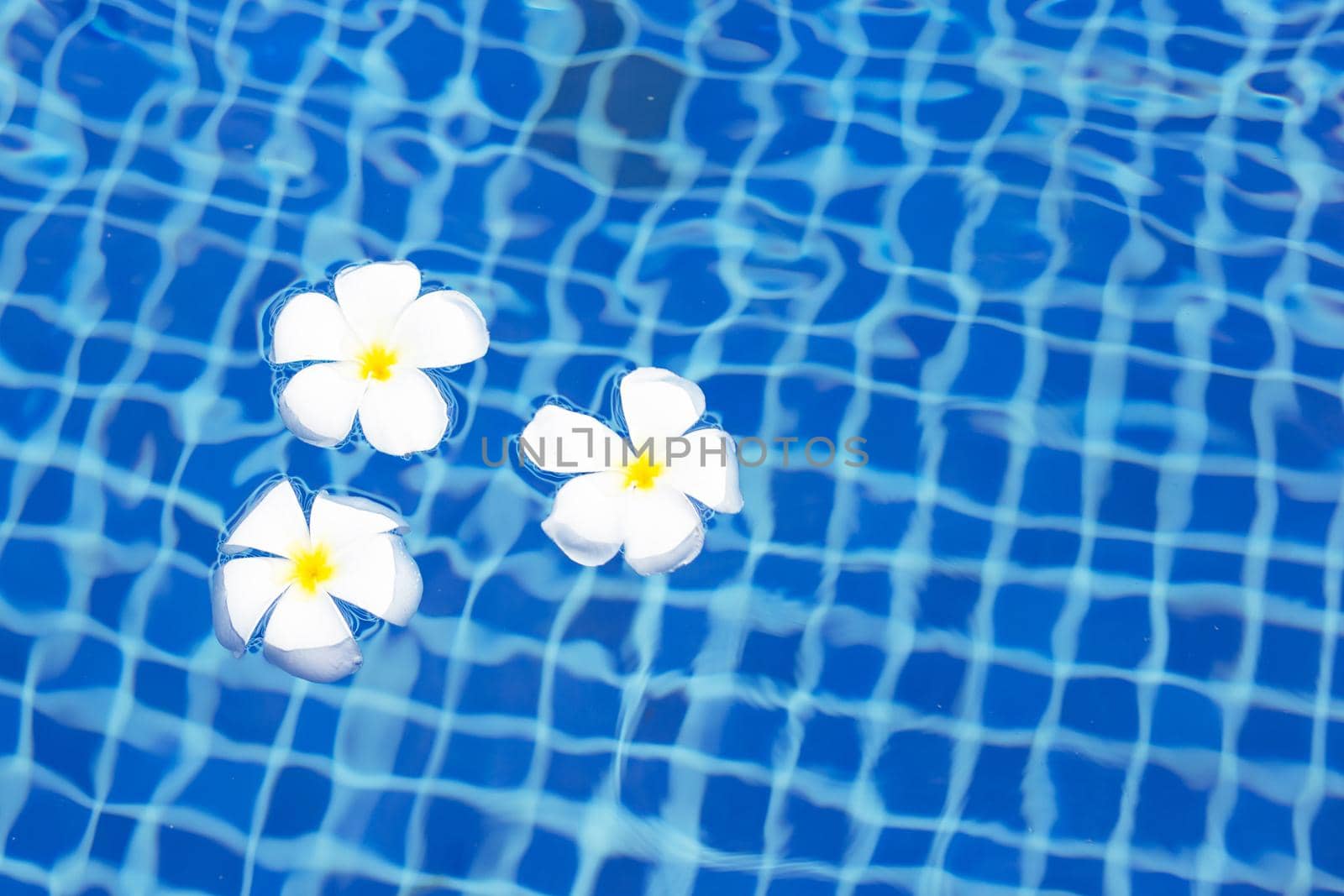 Plumeria or Frangipani flowers in the swimming pool. Top view