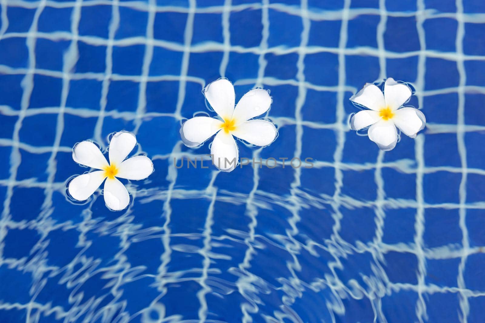 Plumeria or Frangipani flowers in the swimming pool. Top view