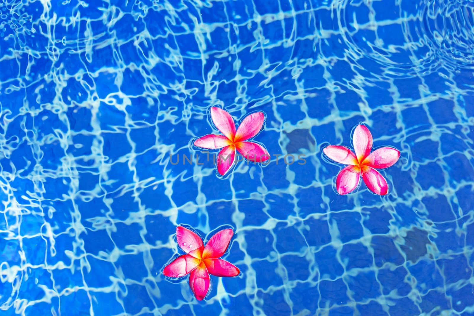 Plumeria or Frangipani flowers in the swimming pool. Top view