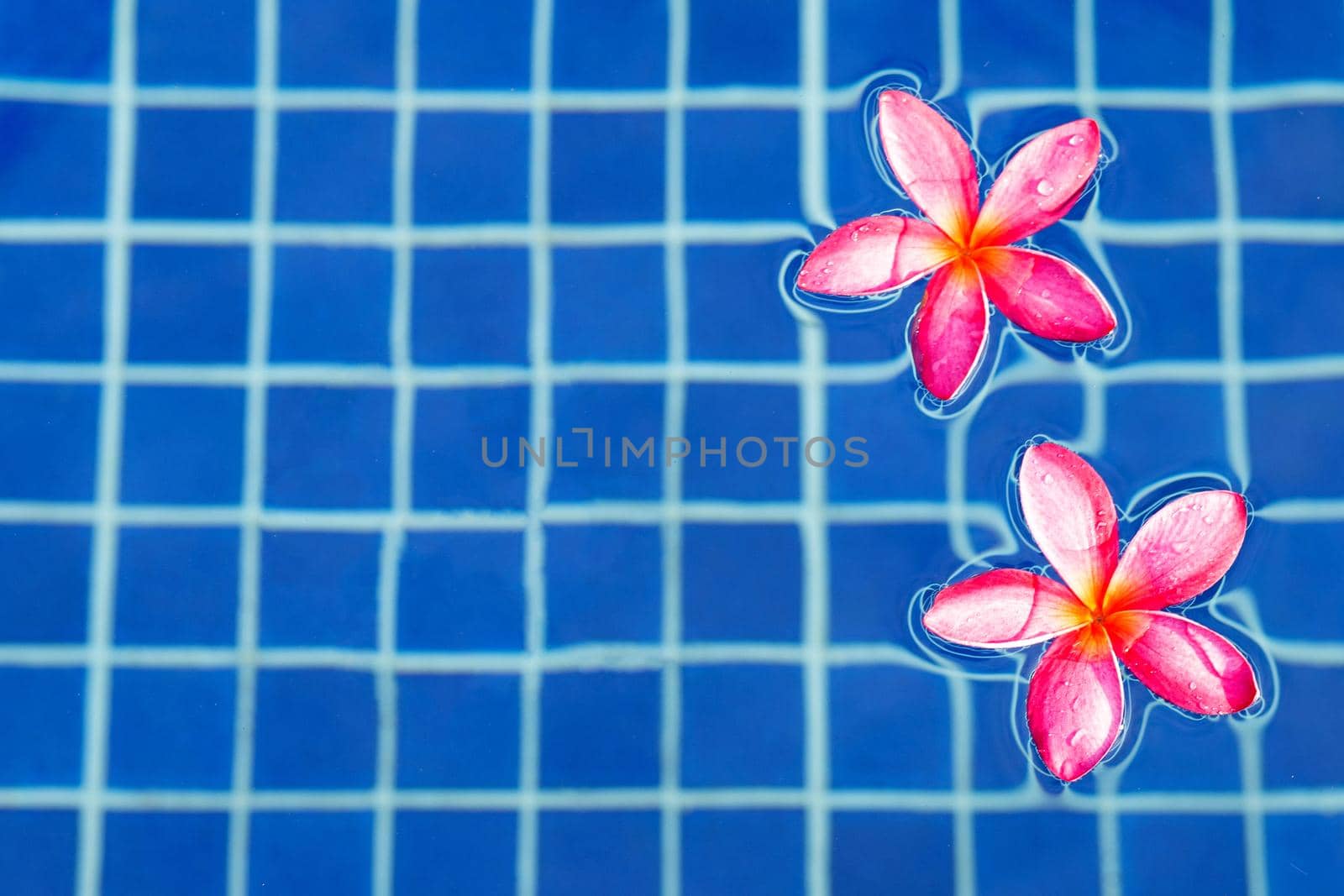 Frangipani flowers in the swimming pool. Top view