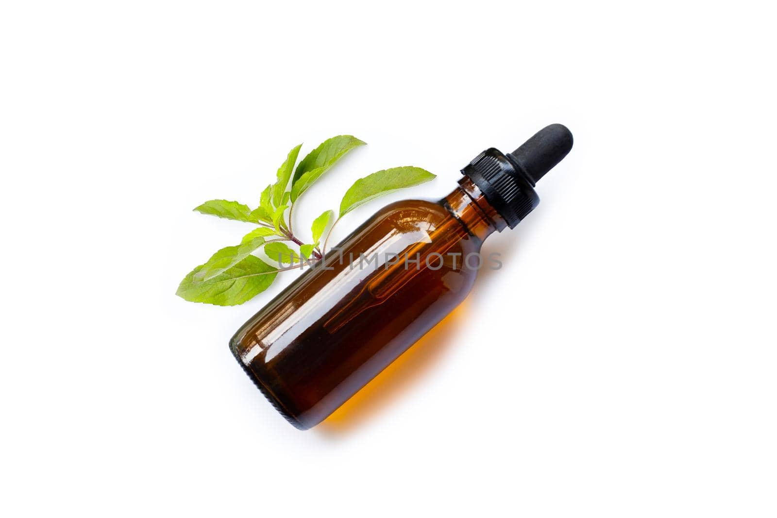 Essential oil with fresh holy basil  leaves on white background.