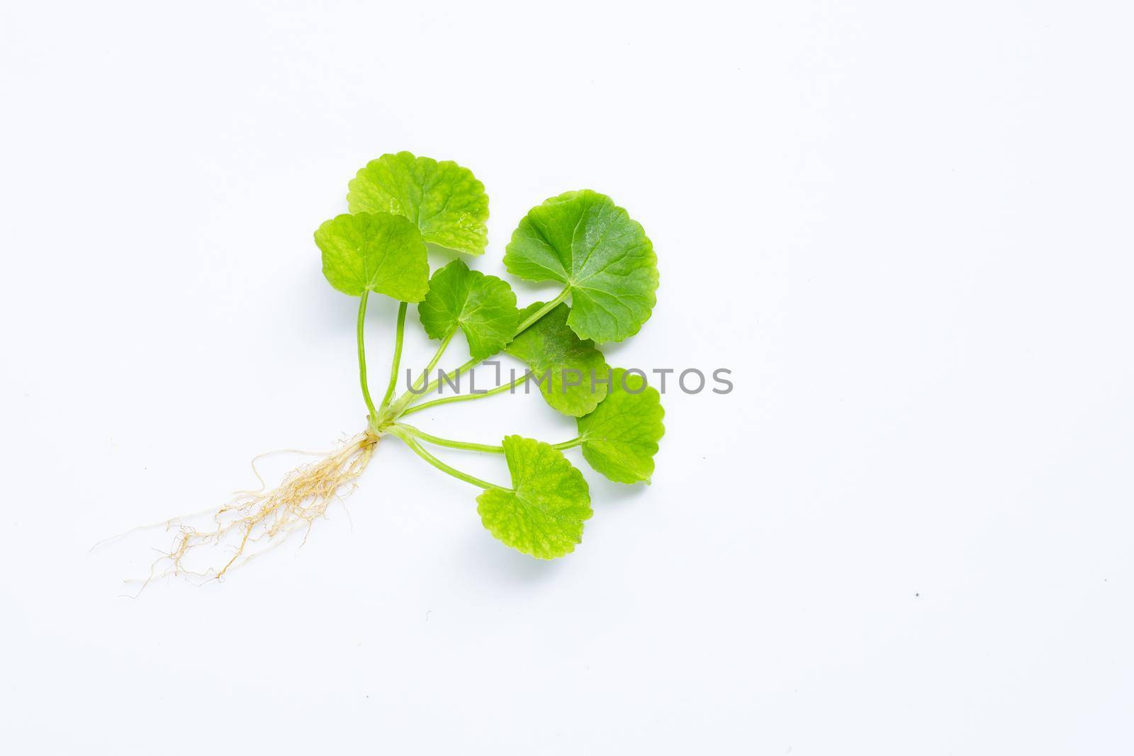 Gotu kola, Asiatic pennywort or Indian pennywort on white background.