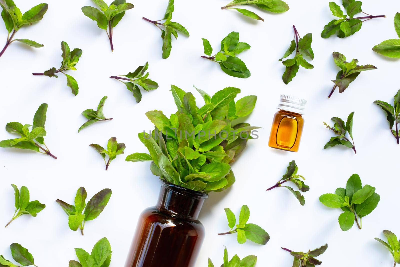 Fresh holy basil  leaves with essential oil bottle on white background.