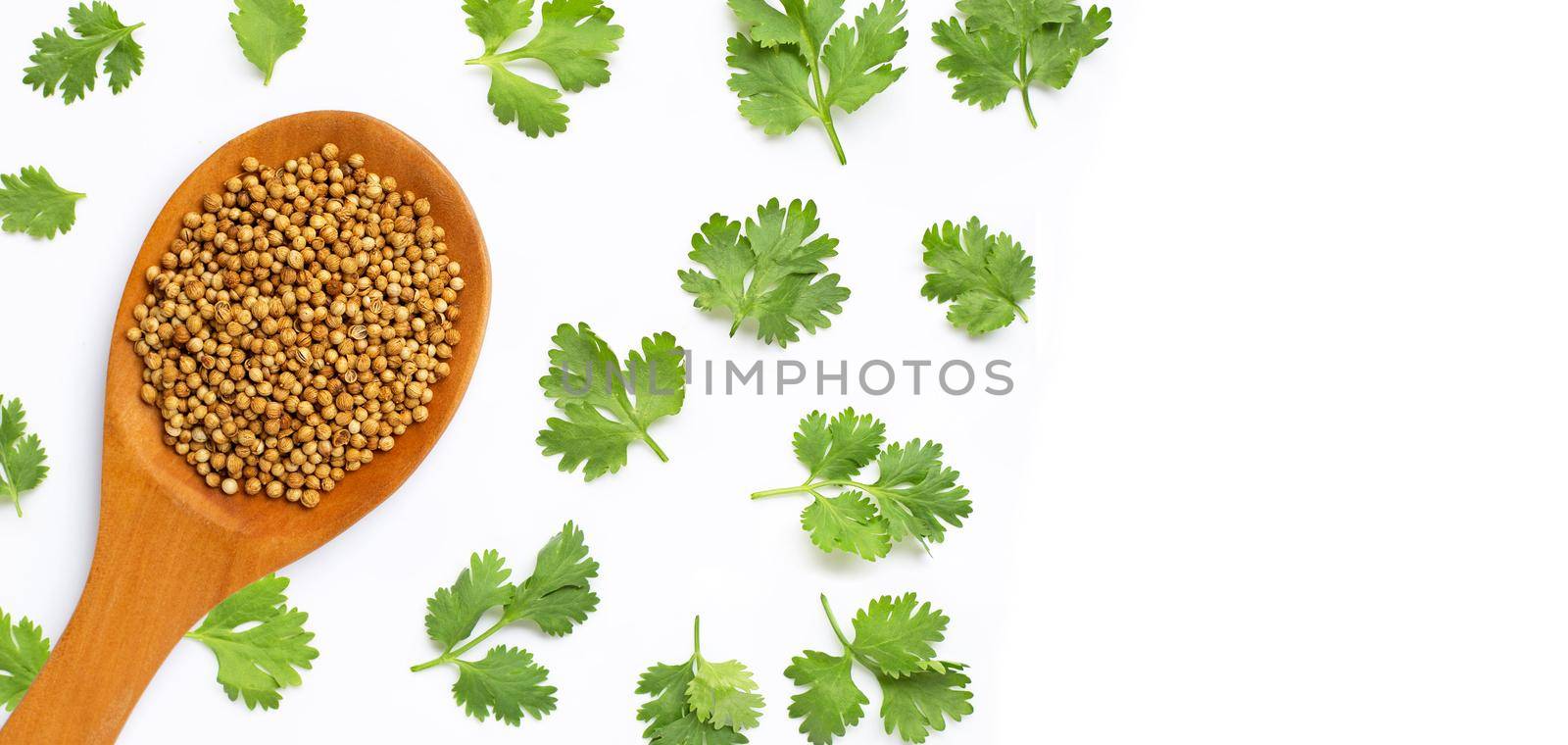 Coriander seeds with fresh leaves isolated on white