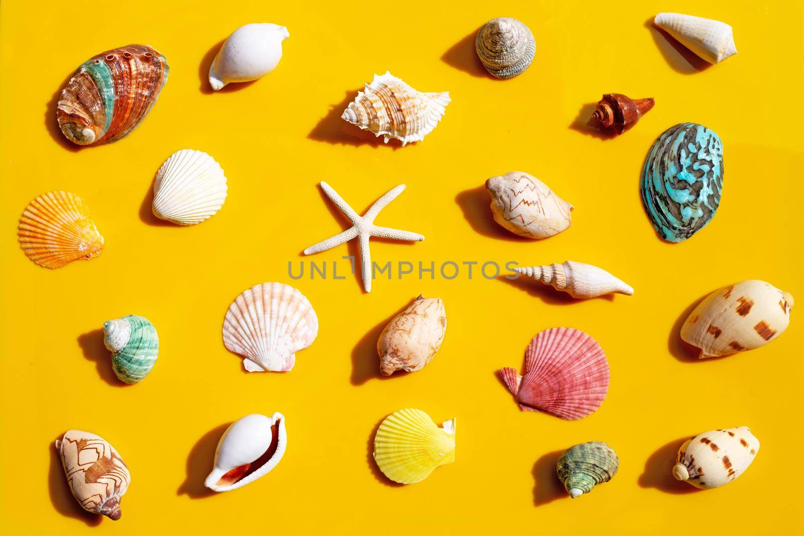 Composition of starfish and exotic sea shells on yellow background.