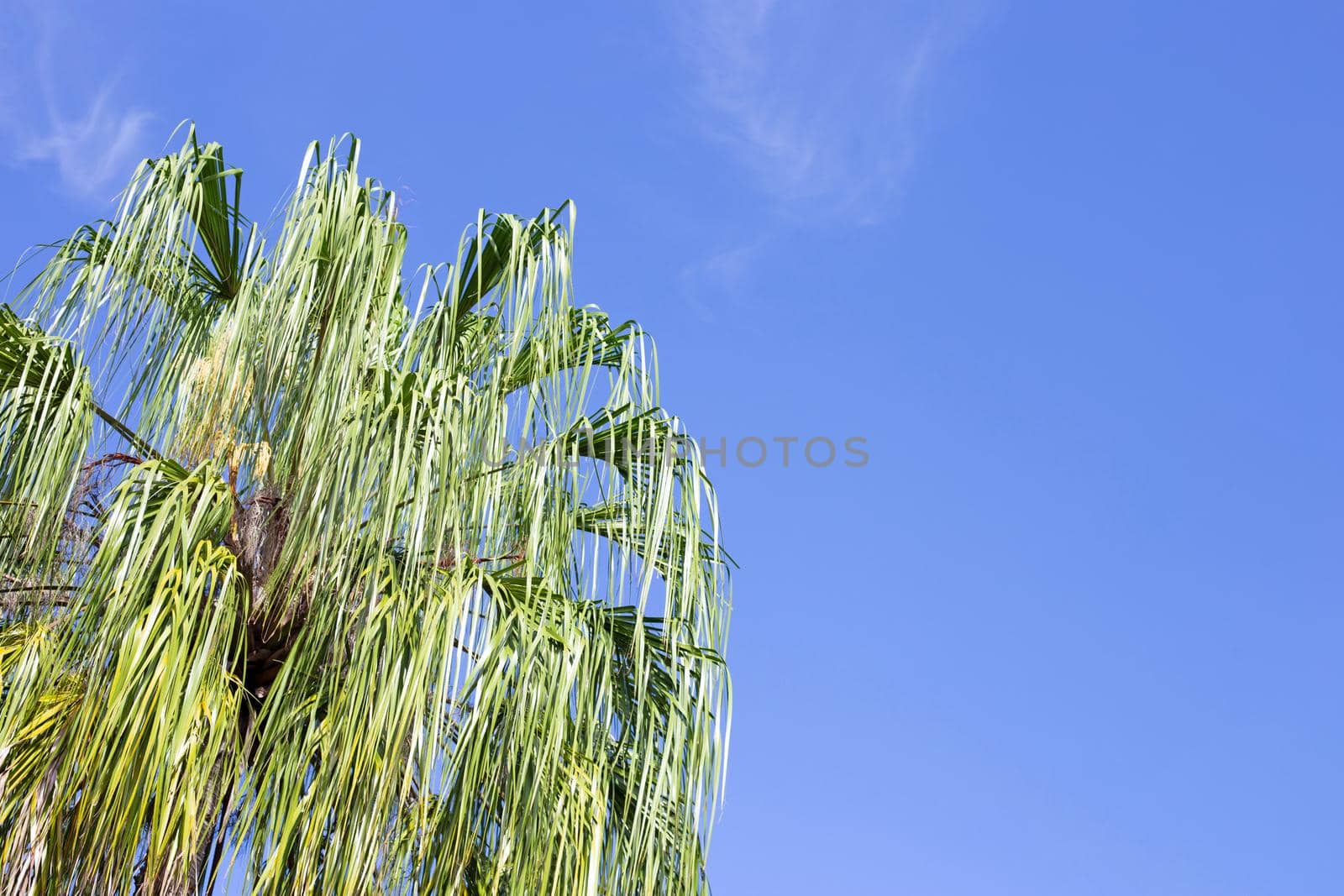 Palm trees, beautiful tropical with sky and clouds.