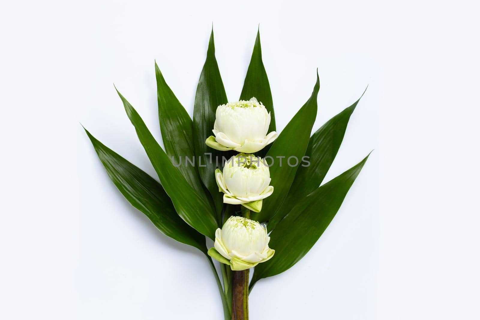 White lotus flower with green leaves on white background. Top view