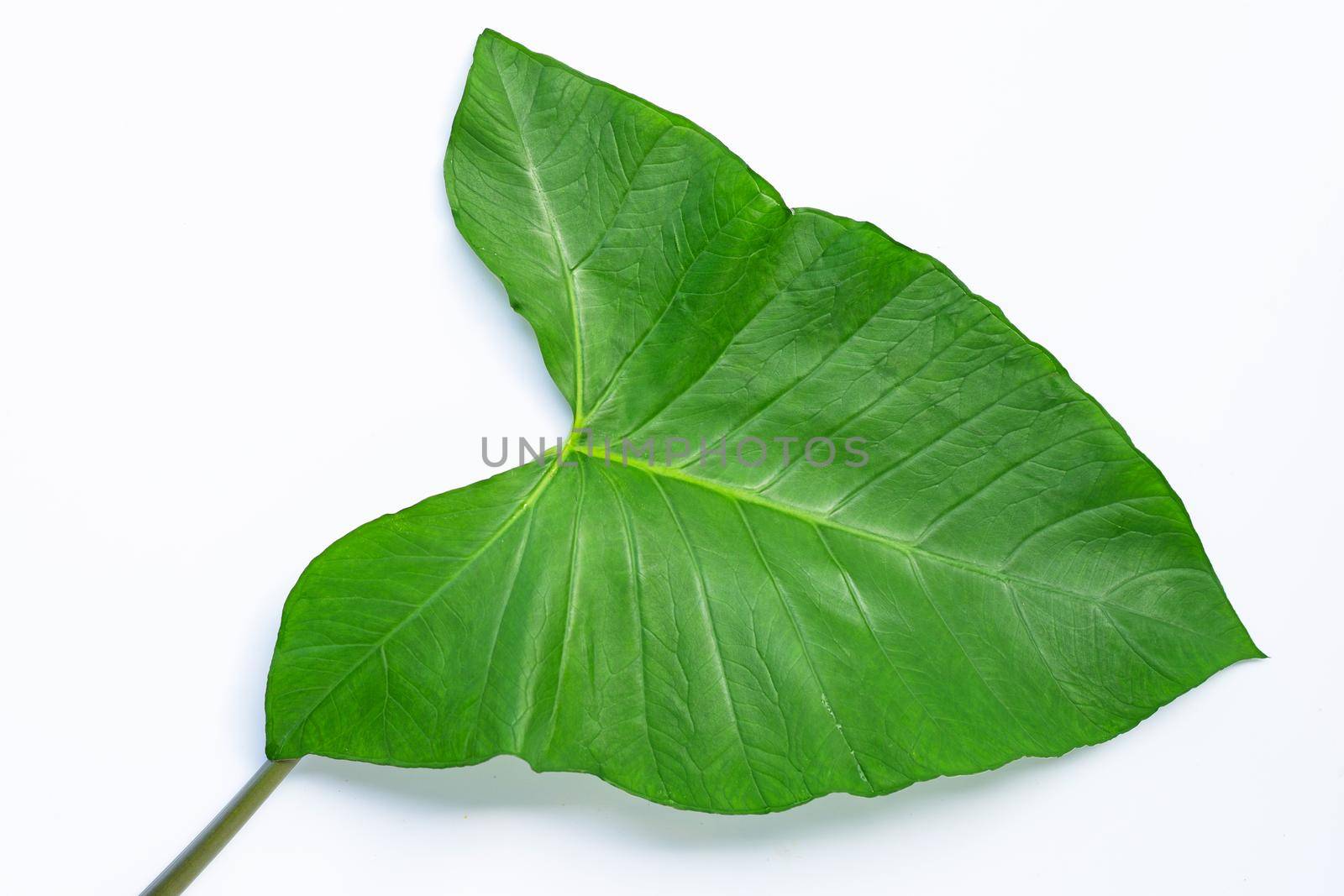 Taro leaf isolated on white background.