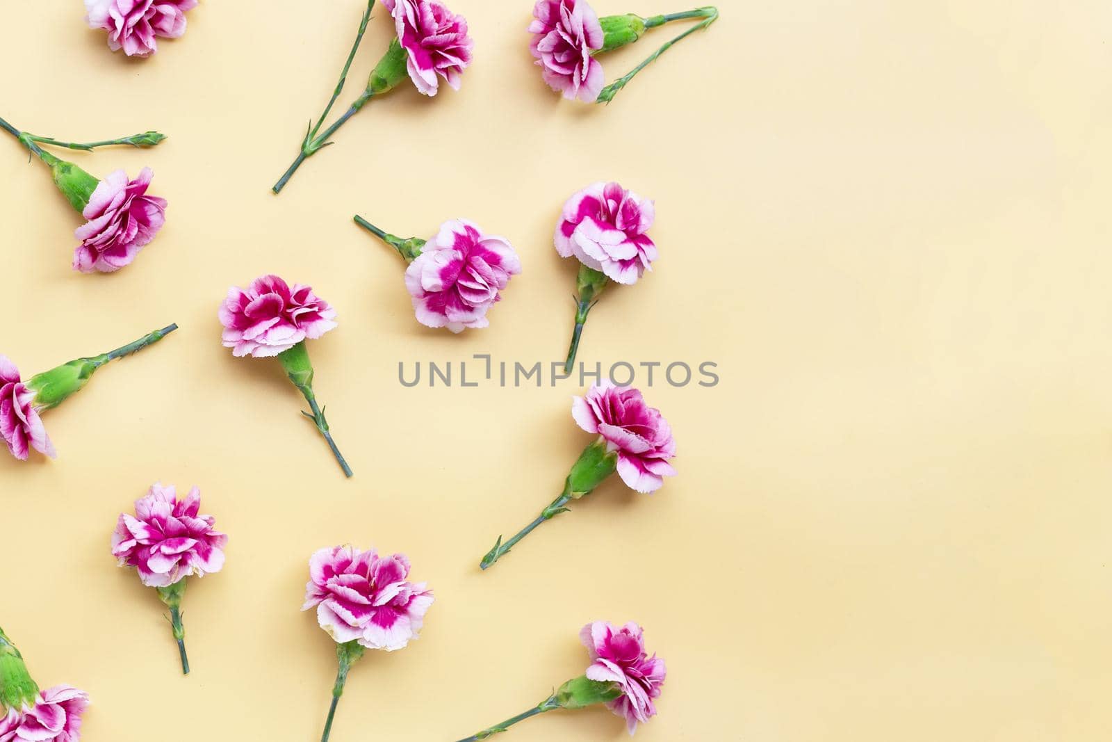 Carnation flower on yellow background. copy space