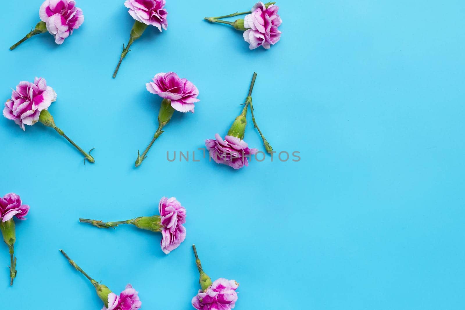 Carnation flower on blue background.  Copy space
