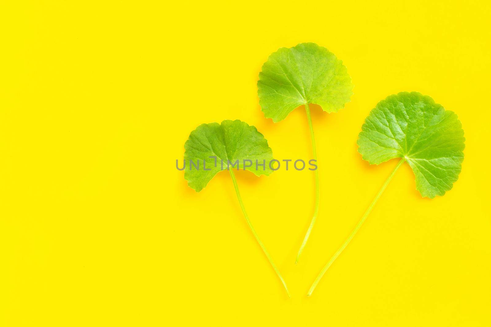 Gotu kola, Asiatic pennywort or Indian pennywort on yellow background. Copy space