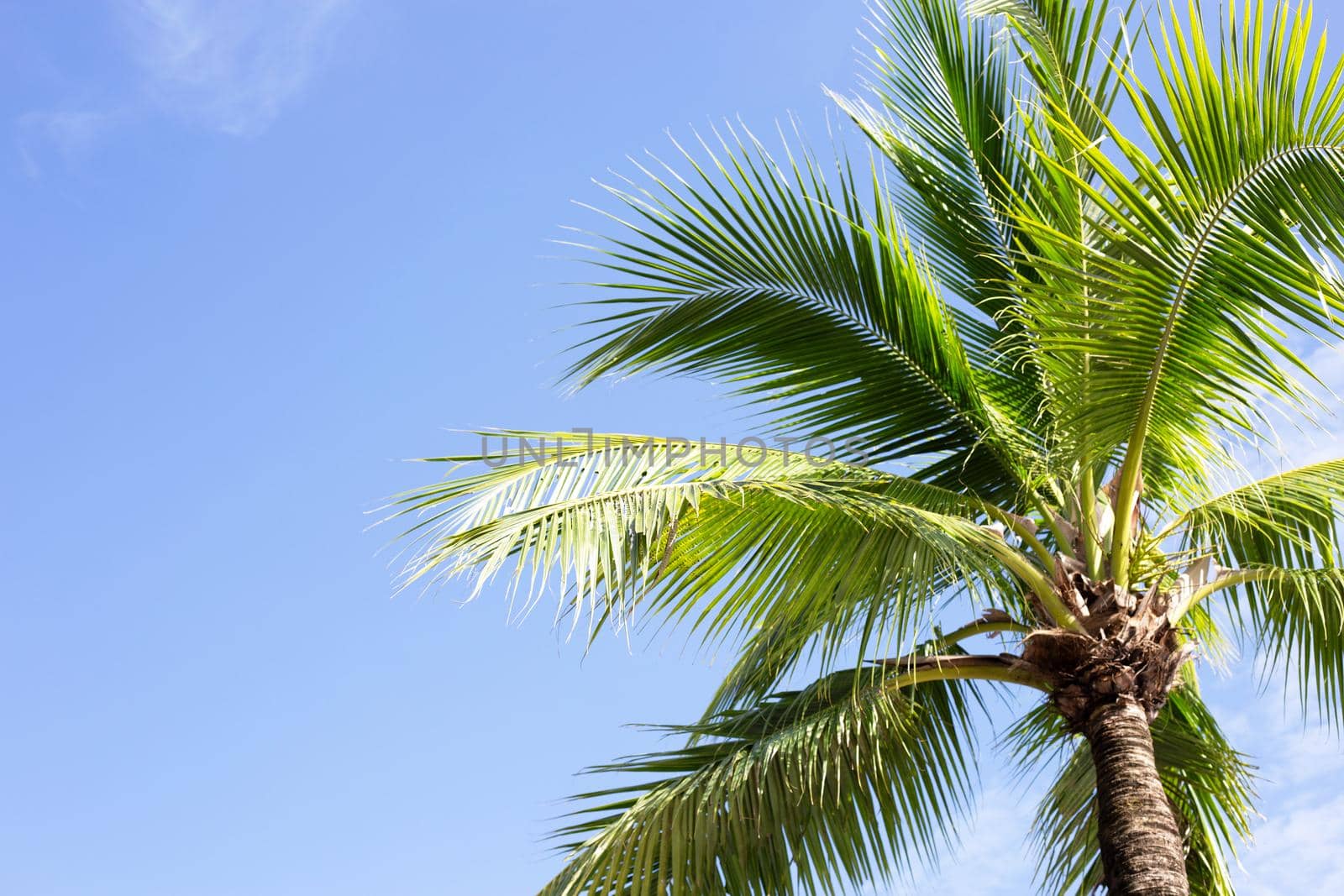 Coconut palm trees, beautiful tropical with sky and clouds.