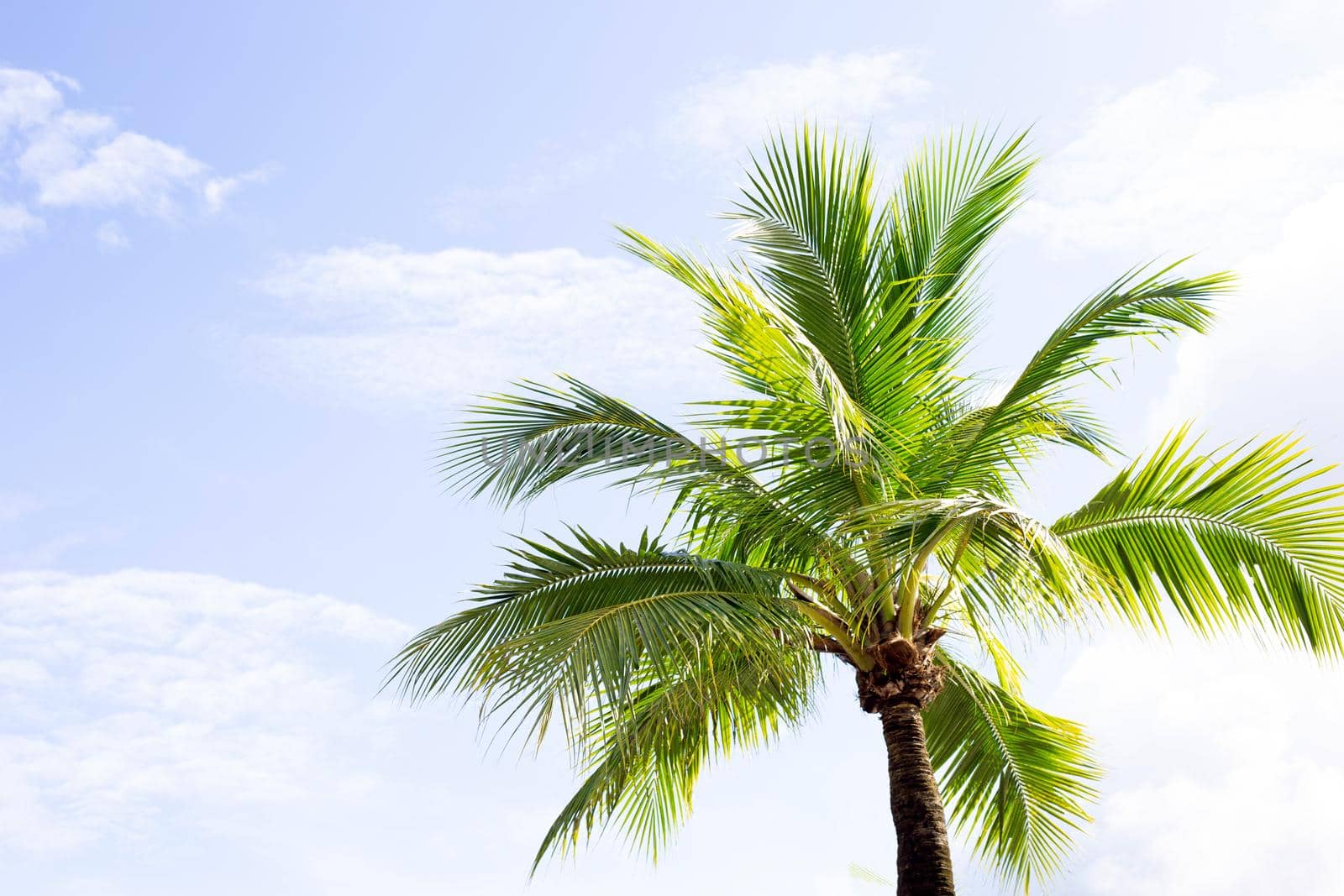 Coconut palm trees, beautiful tropical with sky and clouds.