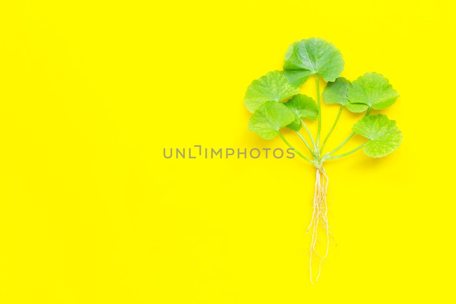 Gotu kola, Asiatic pennywort or Indian pennywort on yellow background. Copy space