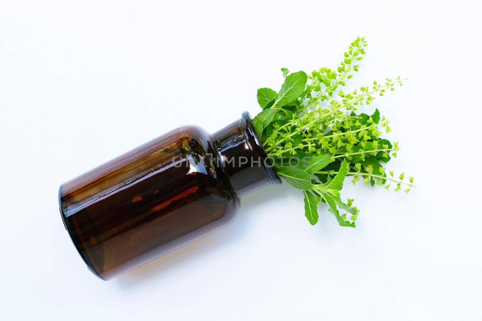 Fresh holy basil leaves and flower with essential oil bottle on white background.